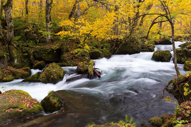 Photo ruisseau de montagne oirase en automne