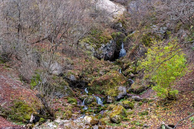 Ruisseau de montagne qui coule entre les arbres tombés et les pierres moussues