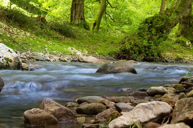 Ruisseau des montagnes Rocheuses avec une forêt verte en arrière-plan