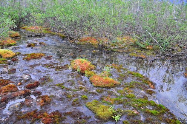 Ruisseau et mousse sur buttes