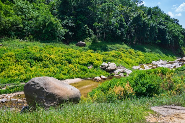 Ruisseau de la nature dans la vallée