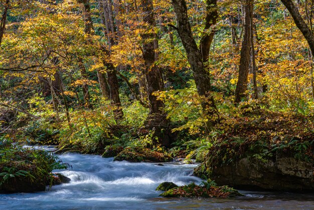 Photo le ruisseau d'oirase par une journée ensoleillée, une belle scène de feuillage d'automne dans les couleurs de l'automne, une rivière qui coule, des feuilles tombées.