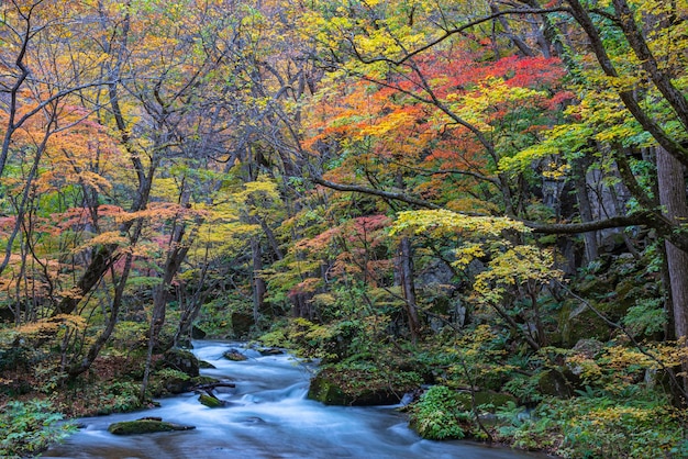 Photo le ruisseau d'oirase par une journée ensoleillée, une belle scène de feuillage d'automne dans les couleurs de l'automne, une rivière qui coule, des feuilles tombées.