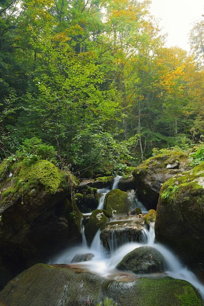 ruisseau de paysage de forêt de montagne avec de l'eau douce