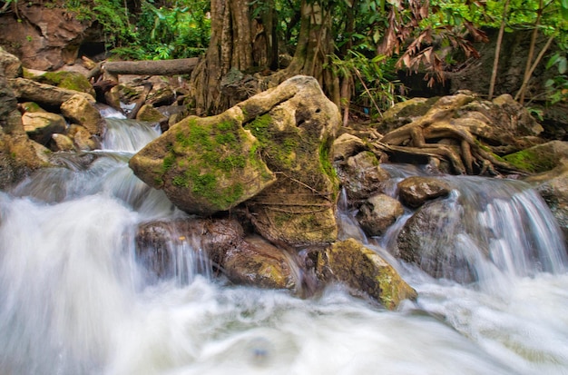 Un ruisseau qui coule dans la forêt