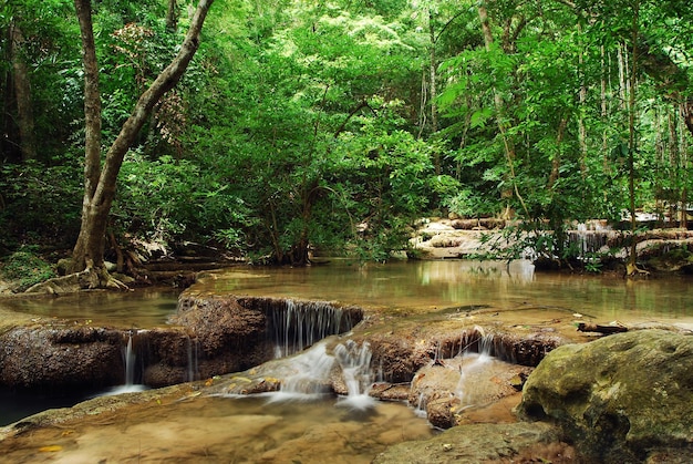 Un ruisseau qui coule dans la forêt