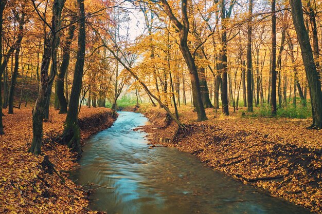 Ruisseau qui coule sur la forêt d'automne colorée