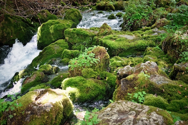 Ruisseau qui coule à travers le chemin rocheux en forêt