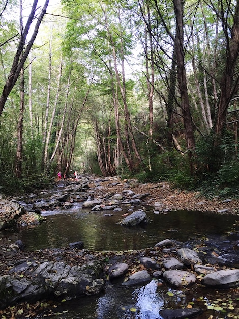 Photo un ruisseau qui coule à travers la forêt