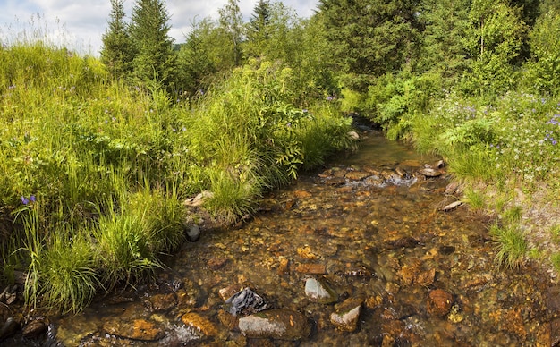 Ruisseau taïga sauvage, nature sibérienne