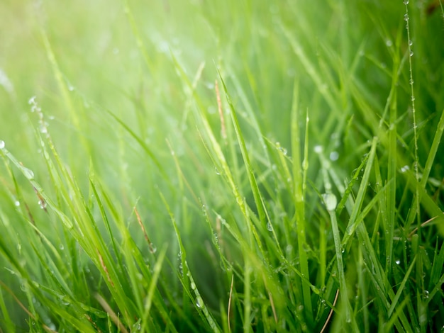 ruisseaux d&#39;eau sur le dessus de l&#39;herbe le matin avec le brouillard