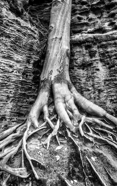 Runk d'un arbre à feuilles caduques avec des racines massives