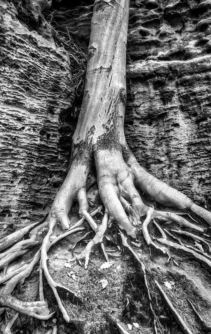 Photo runk d'un arbre à feuilles caduques avec des racines massives