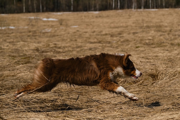 Running dog side view Chiot de berger australien tricolore rouge traverse le champ avec de l'herbe sèche Aussie est belle active énergique et jeune