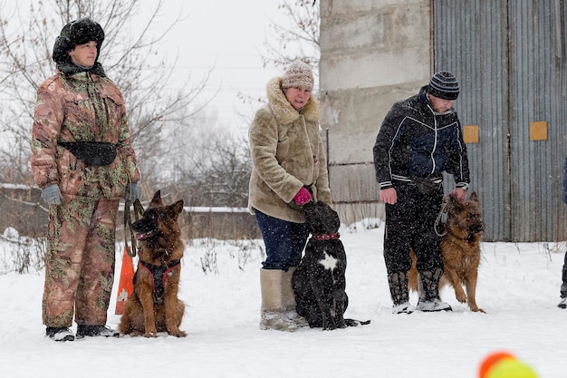 Russie Ivanovo 24 décembre 2017 un concours pour chiens le plaisir commence en hiveréditorial