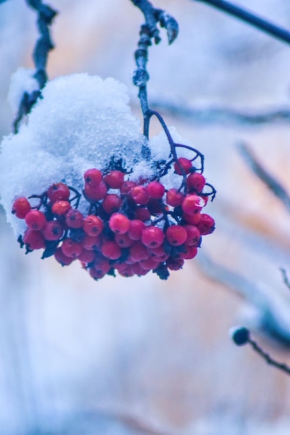 La Russie un jour neigeux d'hiver