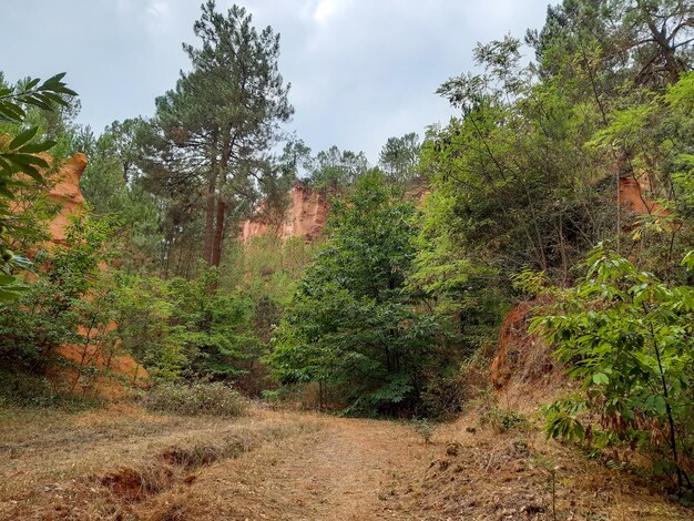 Photo rustrel colorado français en roussillon france avec pin