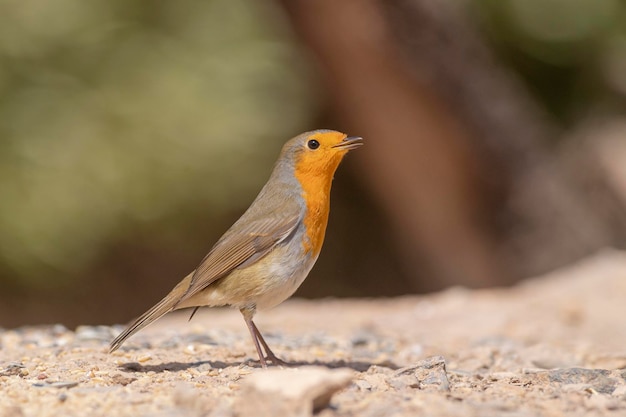 Érythracus rubecula Malaga Espagne