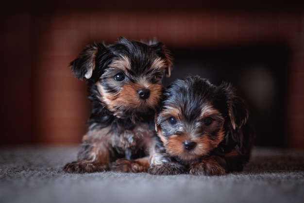 S'occuper d'un animal. Un chiot Yorkshire Terrier près de la cheminée