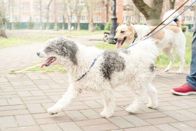 S'occuper d'un animal. Promeneur de chien professionnel promenant une meute de chiens sur le sentier du parc