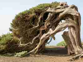 Photo sabina arbre canarien el hierro espagne