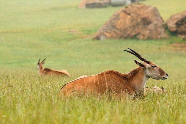 Sable Antilope couché dans l'herbe verte tandis que les gouttes de pluie tombent