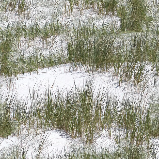 Le sable blanc est le seul blanc au monde.