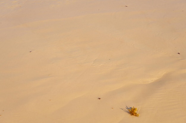 Sable dans le désert avec un motif du vent en arrière-plan