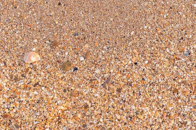 Sable doré humide et roche de coquillages après gros plan de la vague Côte de la mer Noire