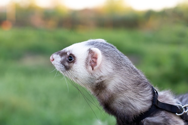 Sable furet, Mustela putorius, assis sur l'herbe verte de la clôture