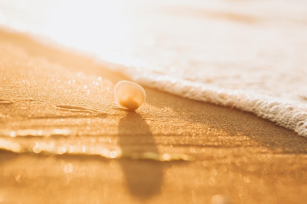 Sable jaune sur la plage et coquillage près de l'eau