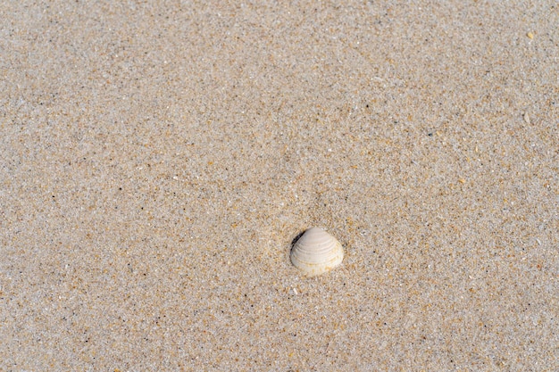 Sable de plage et coquillage