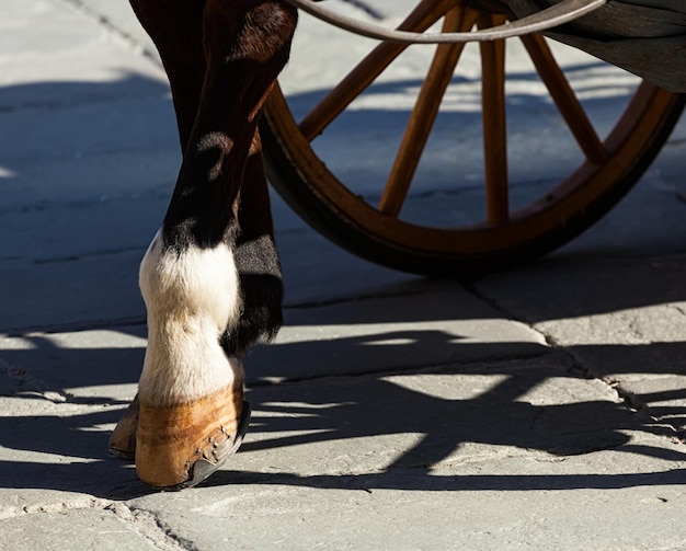 Photo des sabots de cheval sur les dalles de florence