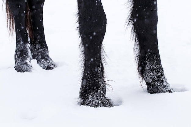 Sabots de cheval frison dans la neige