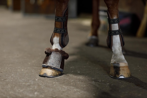 Sabots de protection appliqués dans l'écurie avant les courses de chevaux