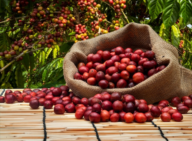 sac de café cerise à la ferme de café