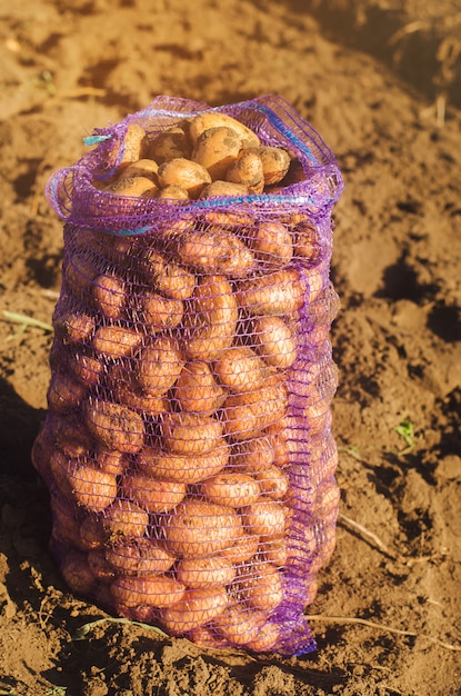 Un sac de pommes de terre fraîchement cueillies dans le champ.