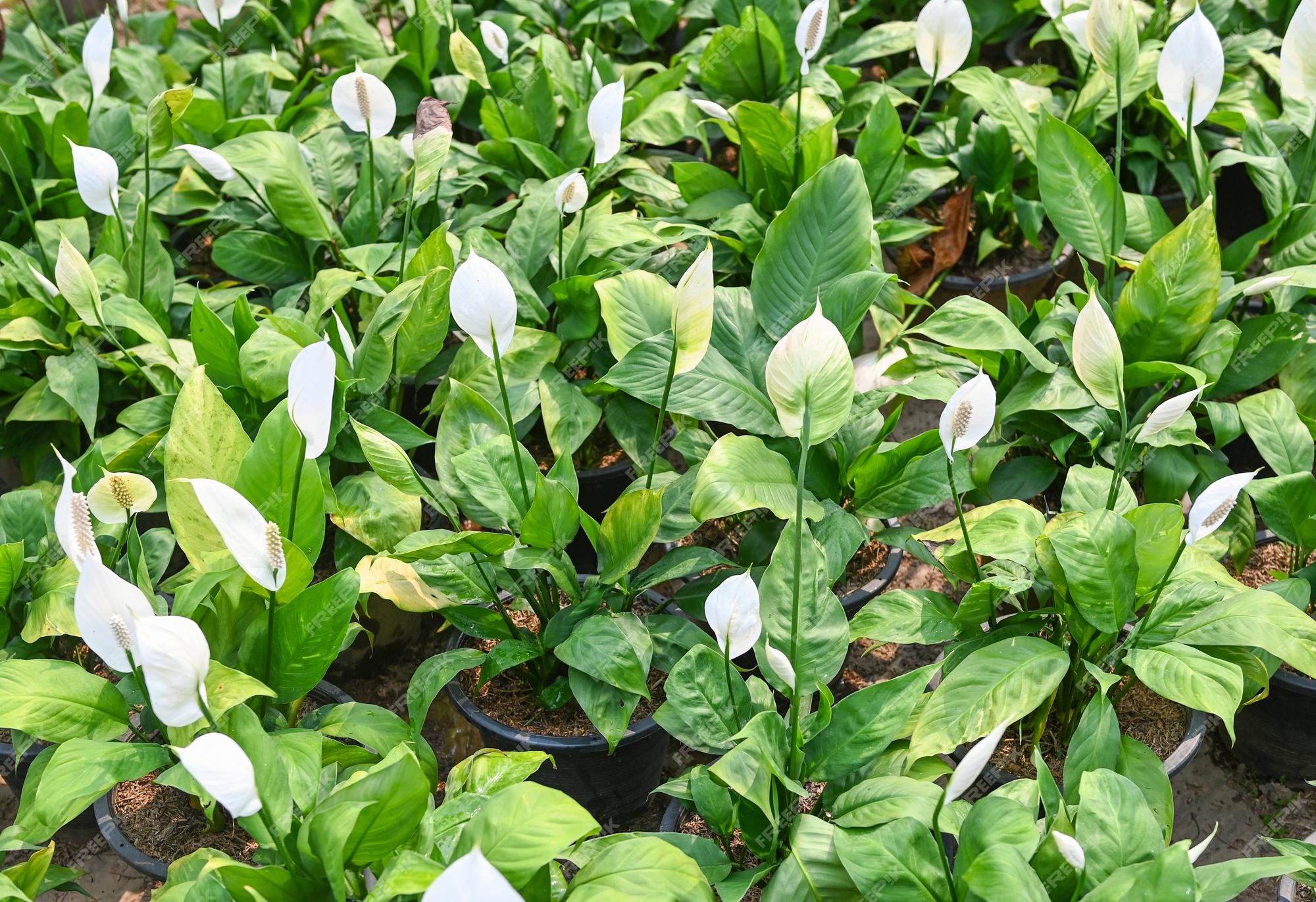 Sac De Semis De Lys De Paix Dans Le Jardin Pour La Plantation De