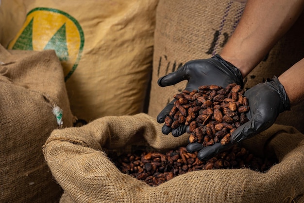 Sac en toile avec fèves de cacao torréfiées importées