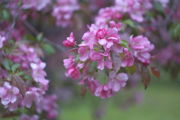 Sacura, fond de jardin fleuri, pommier rose, mise au point sélective