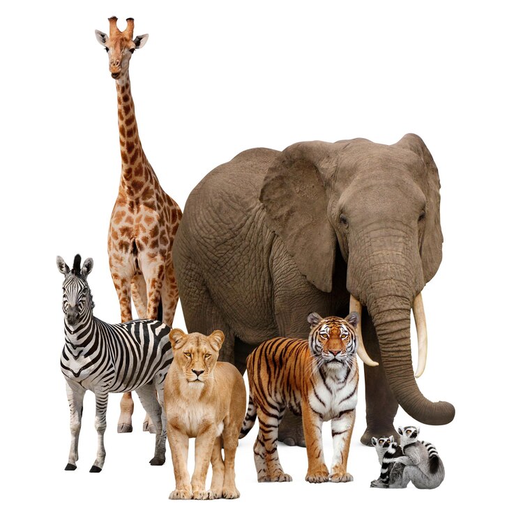 Photo safari animaux png campagne de zoo de la faune sur un fond transparent