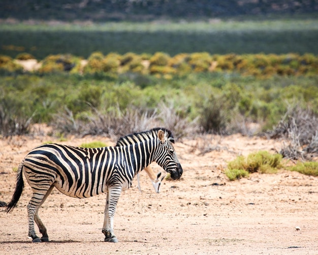 Safari au Cap