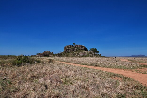 Safari au Kenya et en Tanzanie, en Afrique