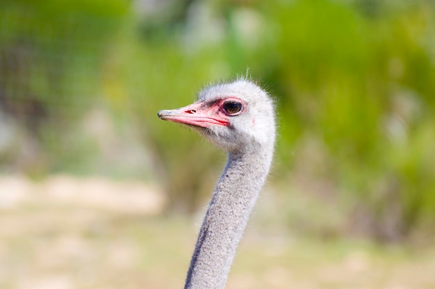 Photo safari de l'autruche africaine des images époustouflantes de cet oiseau majestueux dans son habitat naturel