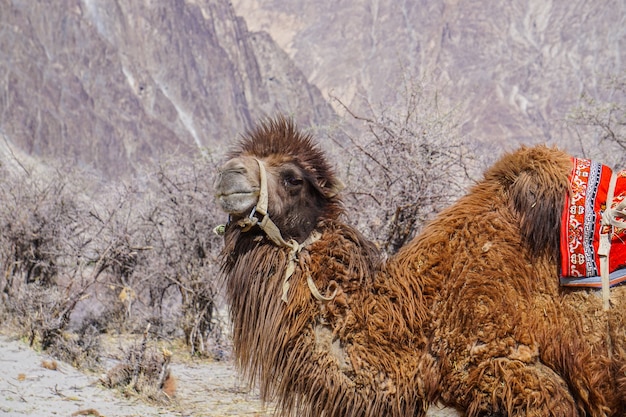 Safari de chameaux dans la vallée de Nubra, Ladakh, Inde