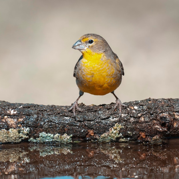 Photo saffron finch sicalis flaveola la pampa argentine