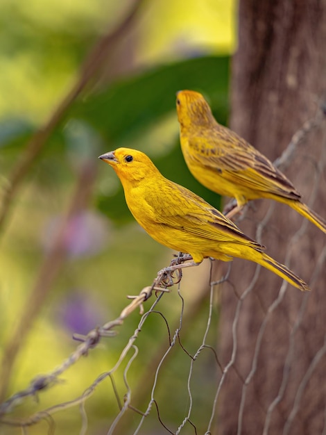 Safran Finch Oiseau de l'espèce Sicalis flaveola