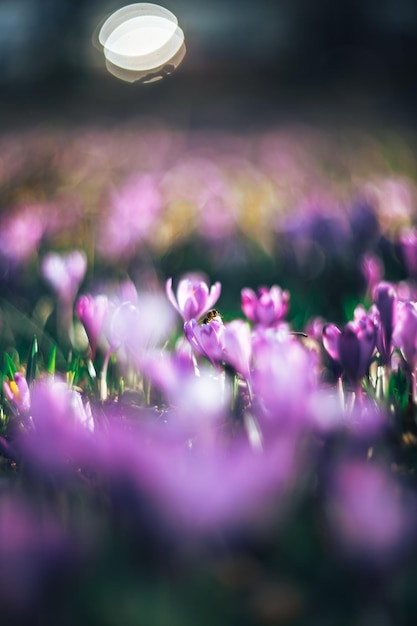 Safran de printemps avec un beau bokeh et une abeille