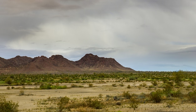 Saguaro Cactus dans le désert de l'Arizona. Montagnes à l'horizon est de l'Arizona