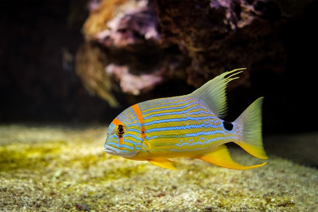 Sailfin snapper symphorichthys spilurus bluelined dorade poisson sous l'eau en mer